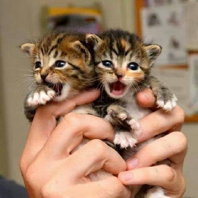 2 kitten in hand