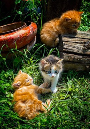 3 kittens