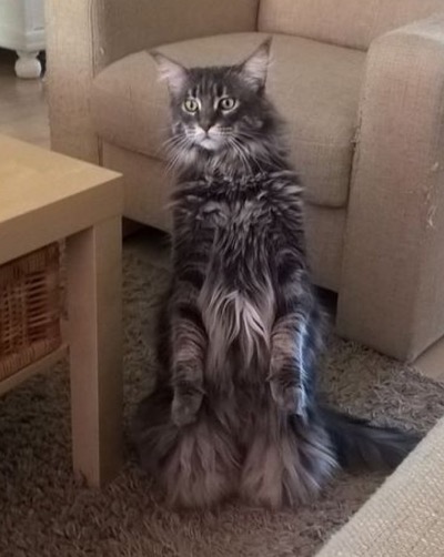 awesome maine coon
