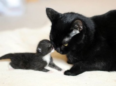 black cat and baby