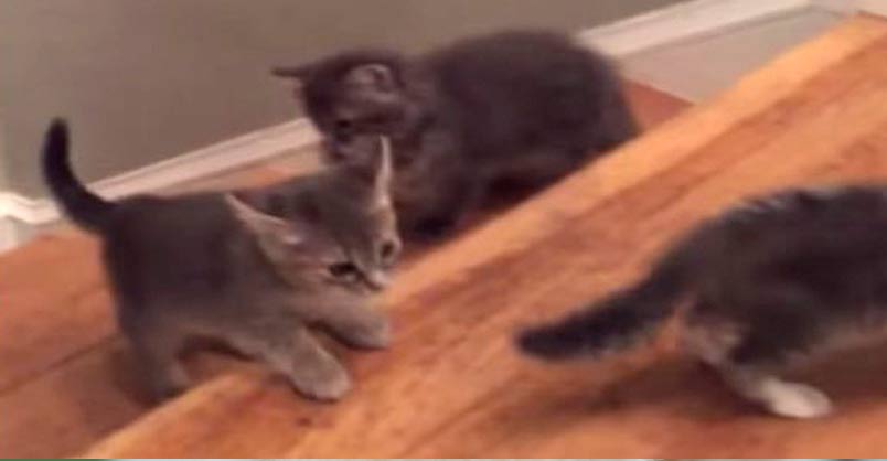 Teeny Tiny Kittens Having Fun On The Stairs We Love Cats And Kittens