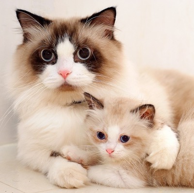 mama et chaton