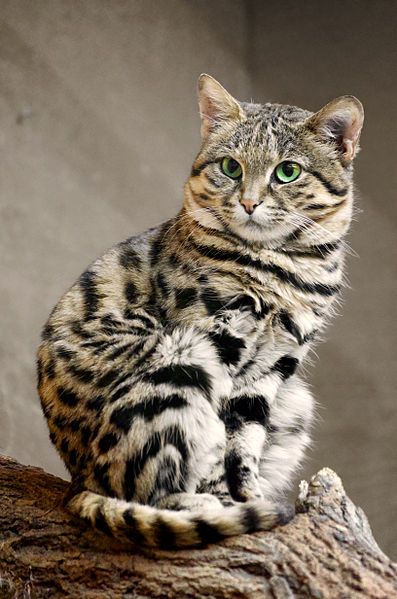 smallest African wild cat