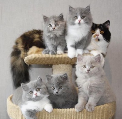 British Longhair Kittens