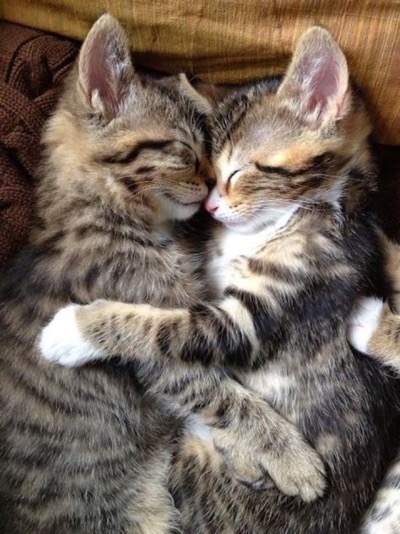 Lovely cuddle