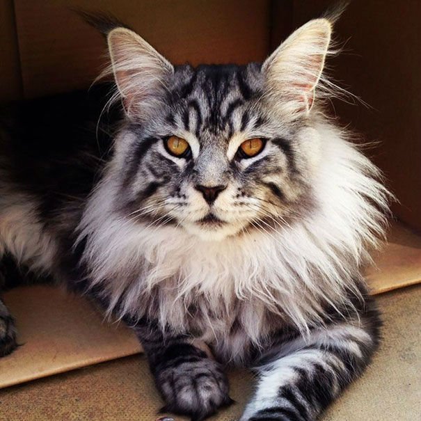 The Remarkable Size of Maine Coon Cats We Love Cats and Kittens