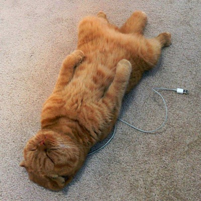 What happens when you forget to charge your cat