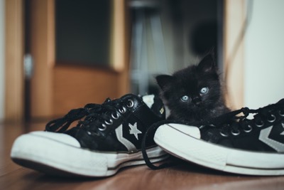 black kitten shoes