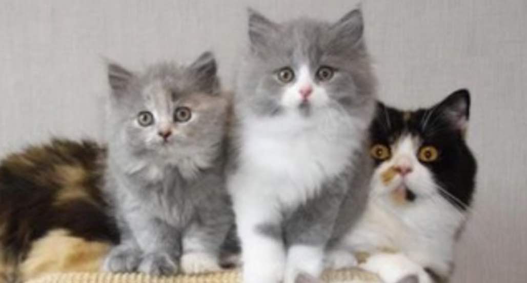 british longhair cat harga