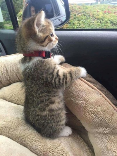 kitty's first car ride