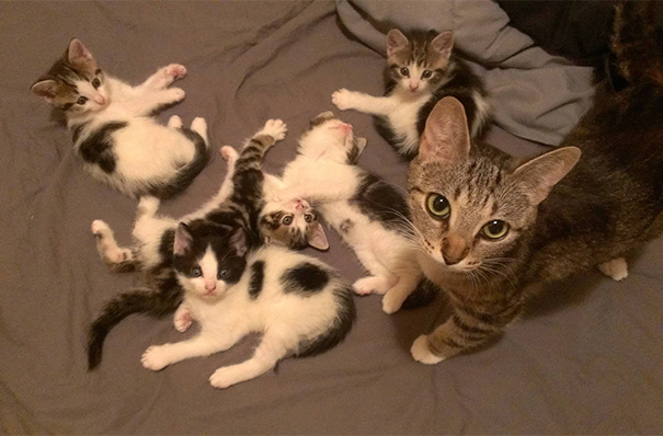 22 Adorable Pictures of Mother Cats and Their Kittens We Love Cats