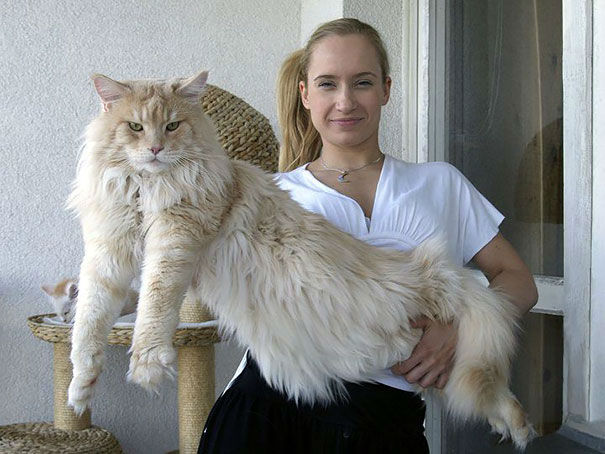 The Remarkable Size of Maine Coon Cats - We Love Cats and Kittens