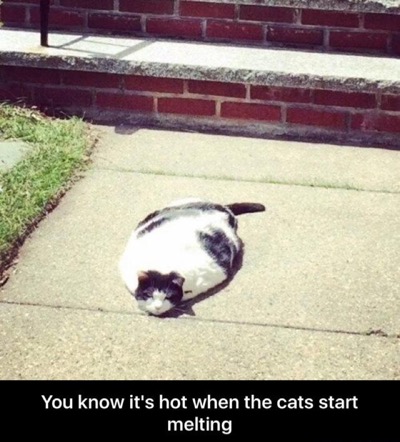 melting cat lol