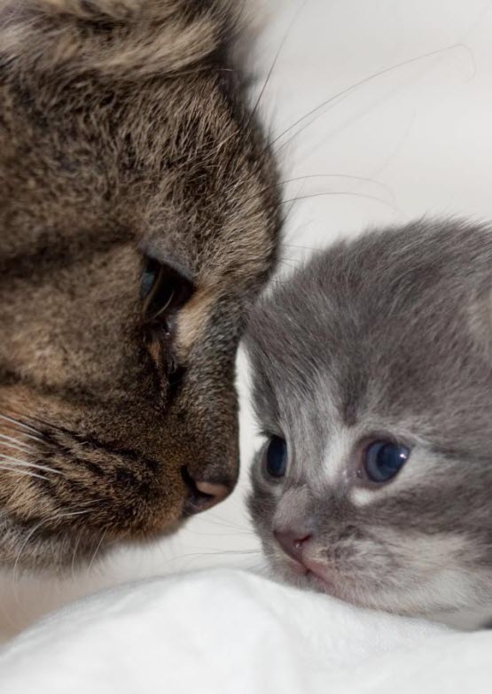 mum & kitten