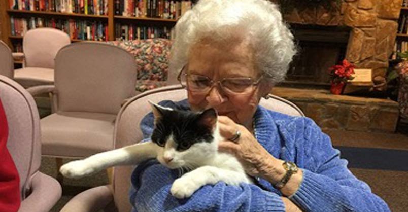 Shelter Brings Senior Cats To Seniors In Nursing Homes So They Can ...
