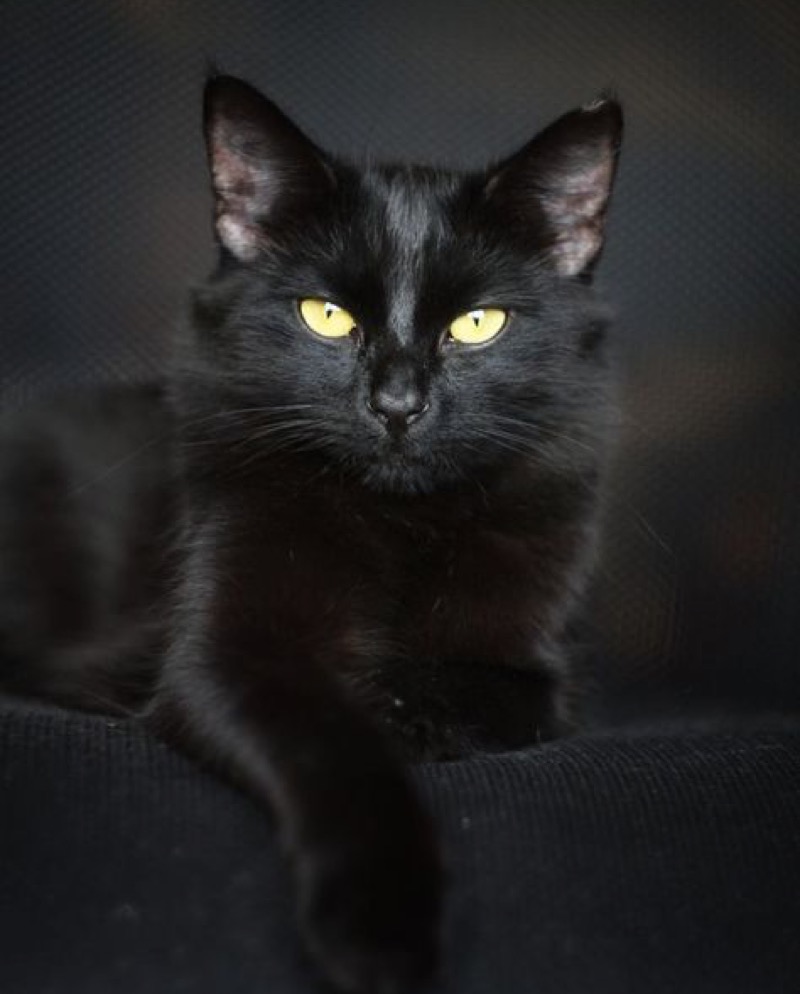 stunning black cat
