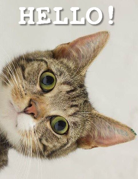 Incredible Eyes 9th August 2016 We Love Cats And Kittens 9218