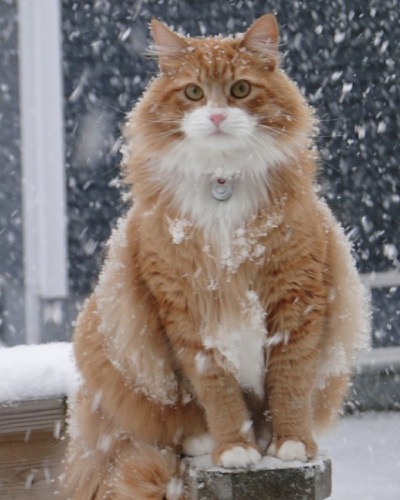 ginger in snow