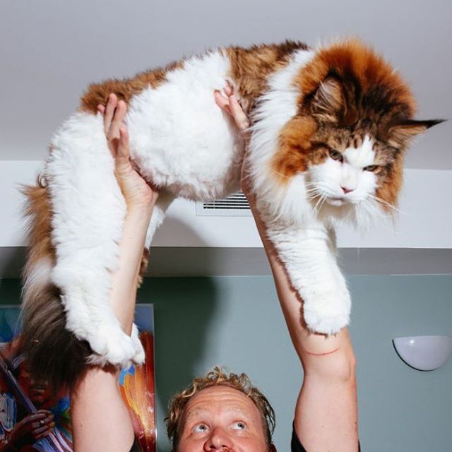 Samson The Maine Coon is the Size of a Full Grown Bob Cat ! We Love Cats and Kittens