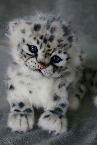 snow leopard cub copy
