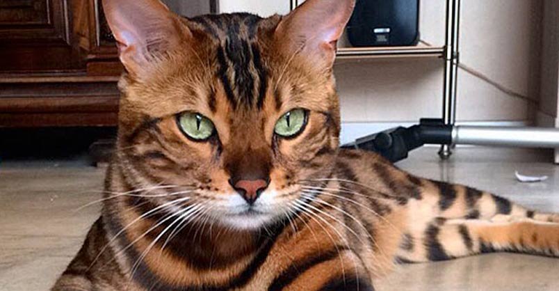 Meet Thor, the Most Beautiful Bengal Cat - We Love Cats and Kittens