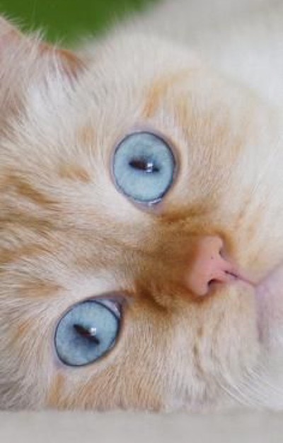 beautiful-blue-eyes