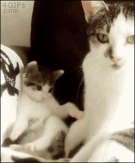 kitten-copying-mama