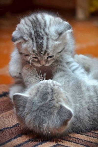 kitties-at-play