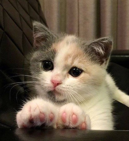 pawsome-kitten