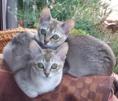 singapura-cat-breed