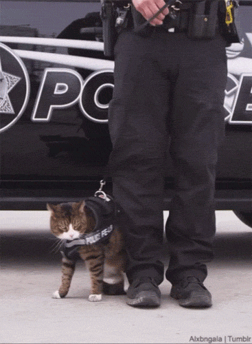 this-is-why-police-cats-arent-a-thing