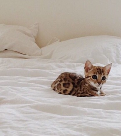 bengal-on-bed