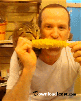 cat-eating-corn
