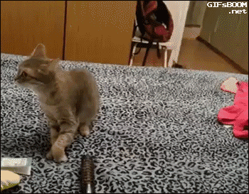 cat-sneeze-jump