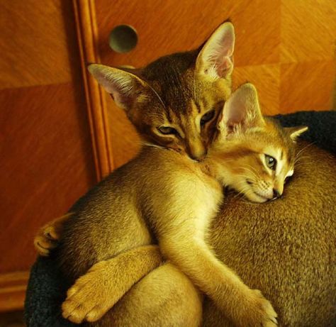 abyssinian-mama-and-kitten