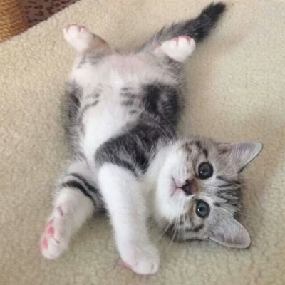 belly-rub-cute