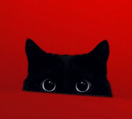 I Iz Watching You - 4th November 2016 - We Love Cats and Kittens