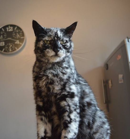 The Cat With Vitiligo - 19 Year old Scrappy Used To Be A Black Cat!