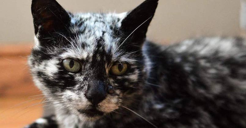 The Cat With Vitiligo - 19 Year old Scrappy Used To Be A Black Cat!
