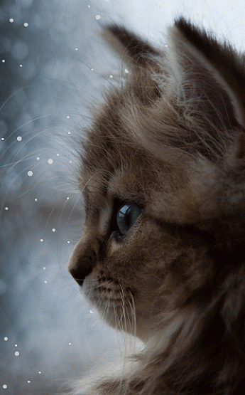 Best Cat Gifs of the Week #9 - We Love Cats and Kittens