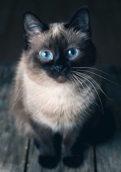 stunning-blue-eyes