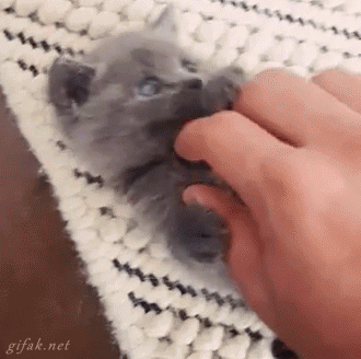 surprise-kitten
