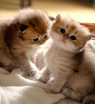  two-little-cuties