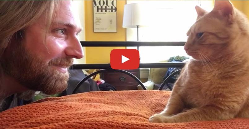 Why Does My Cat Wake Me Up At 4 A M Demanding To Be Fed