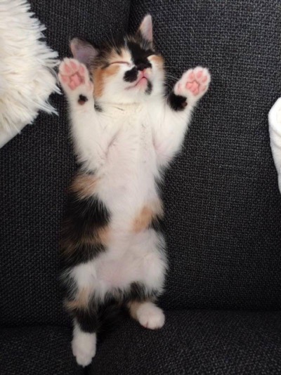 belly rub kitten