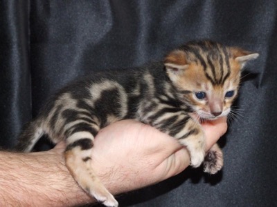 bengal in hand