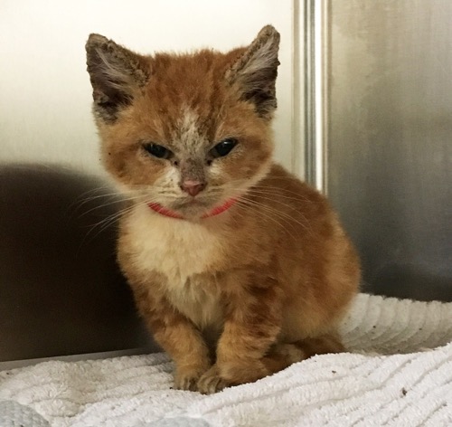 Grumpy Rescue Kitten Transforms Into a Happy Kitty - We ...