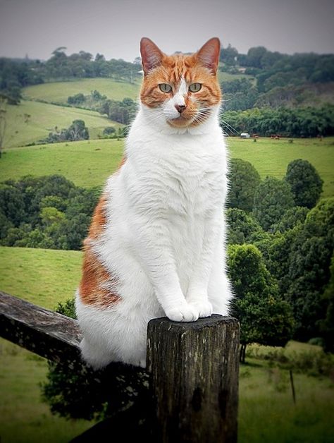 country cat
