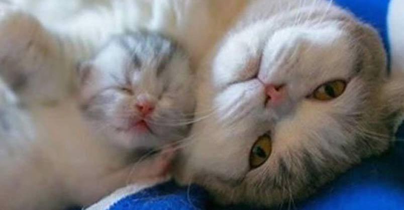 Cats and Kittens on Instagram - 7th February 2017 - We Love Cats and ...