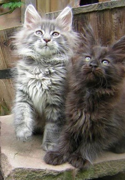 2 maine coon kittens